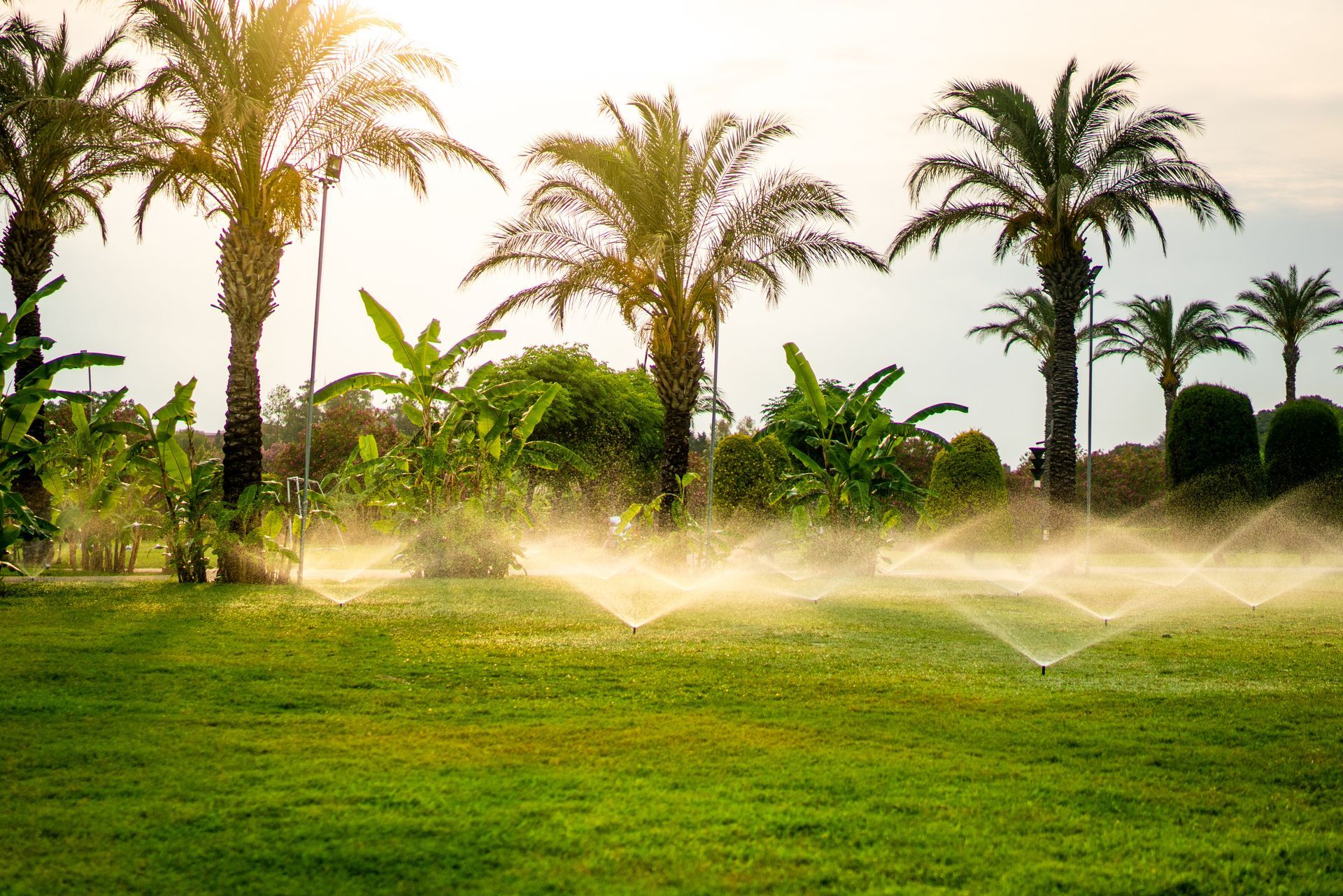 Lush green lawn with sprinklers spraying mist among palm trees in warm sunlight