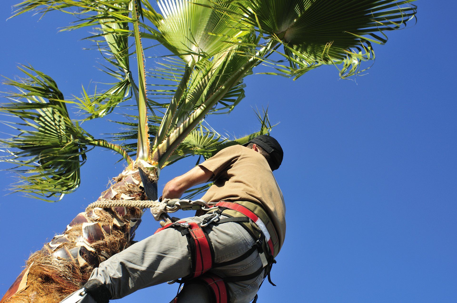 Guy Trimming a Tree — American Arbor Care — Lomita, CA Guy Trimming a Tree — American Arbor Care — Lomita, CA