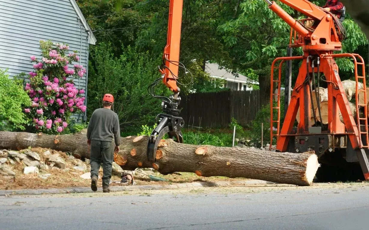 Crane arm lifting a massive tree trunk during a removal project