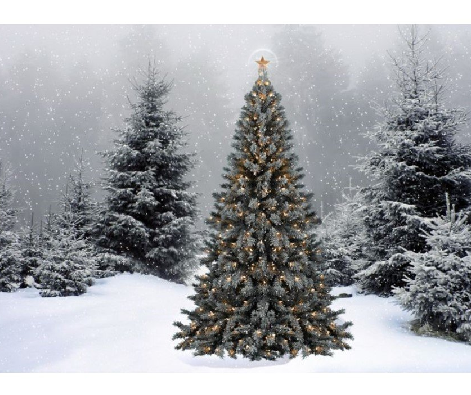 HOME [www.christmastreesatapl.co.uk]