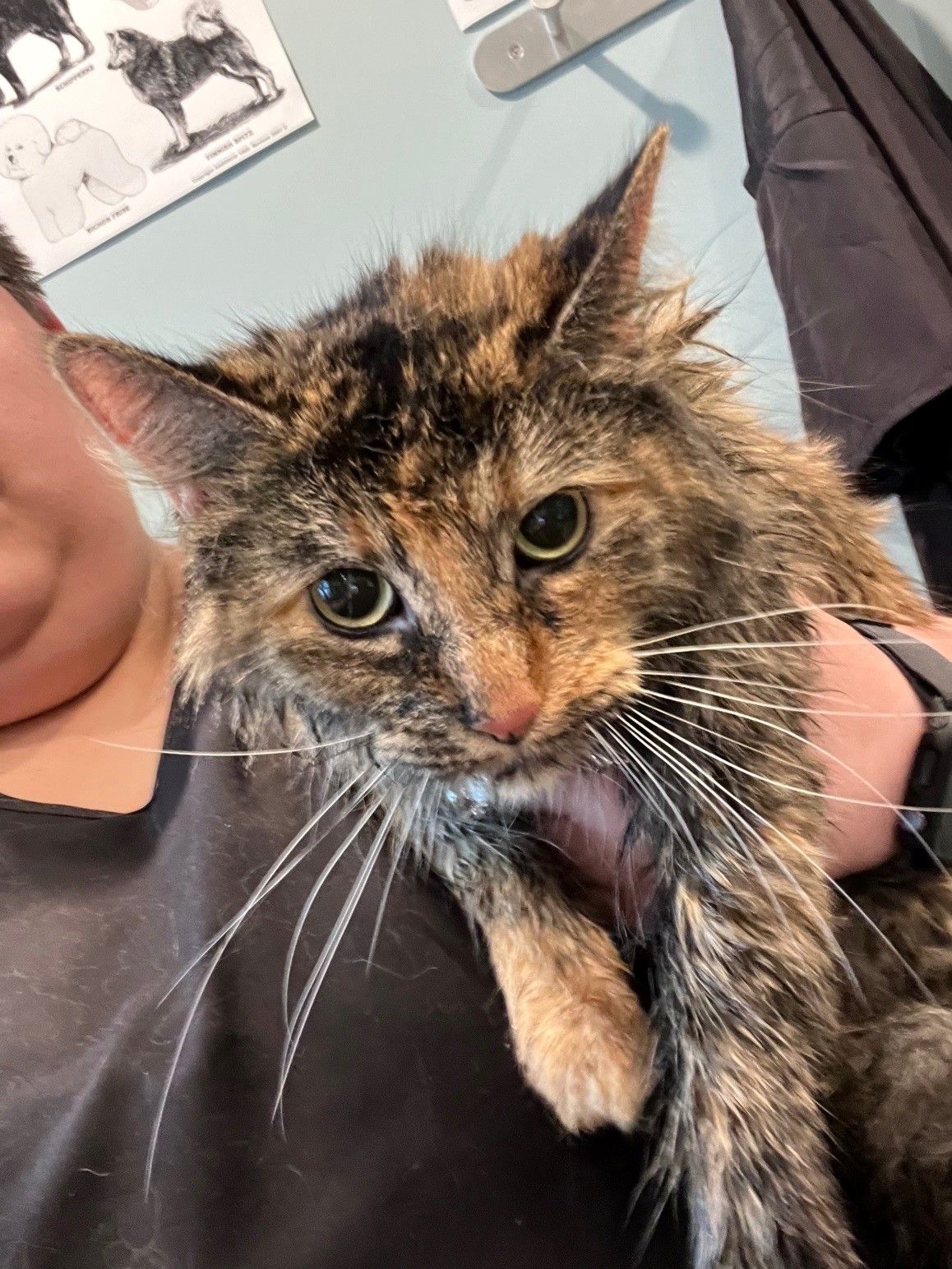 Pet Grooming Gallery Peppers Pet Grooming