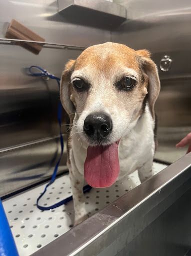 A brown and white dog is standing in a bathtub with its tongue hanging out.