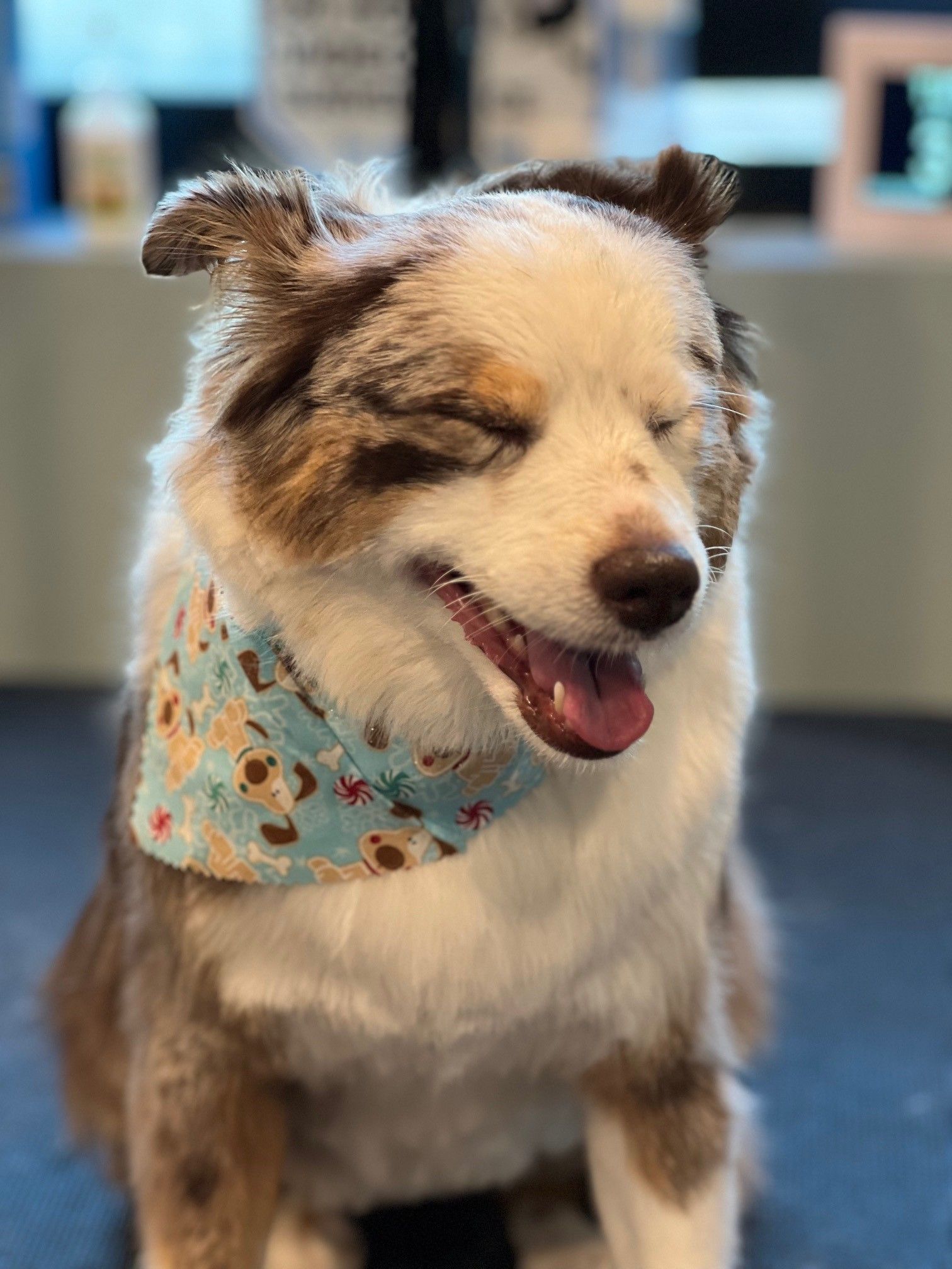 A brown and white dog wearing a bandana is sitting with its eyes closed.
