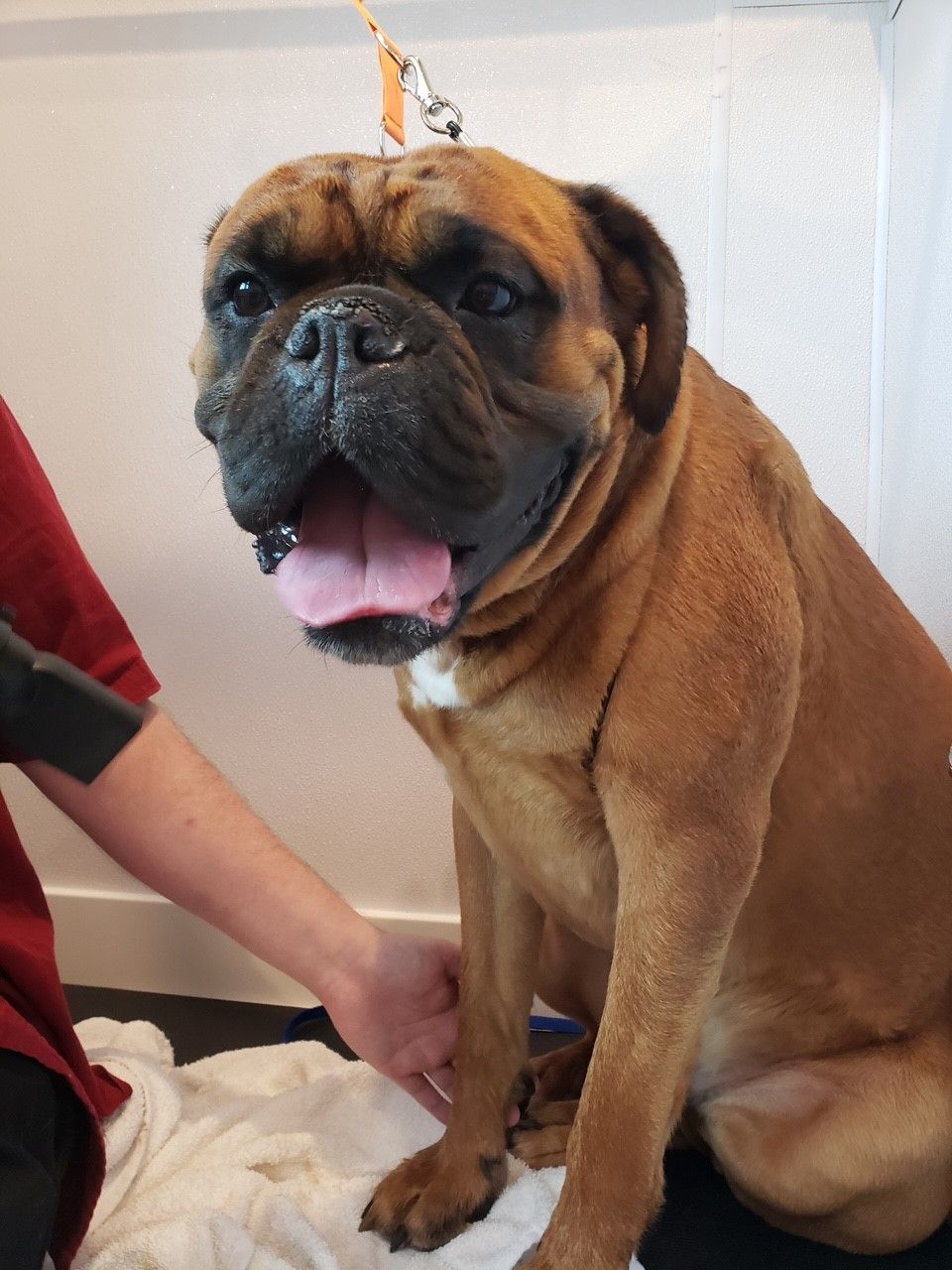 A boxer dog is being blow dried by a person