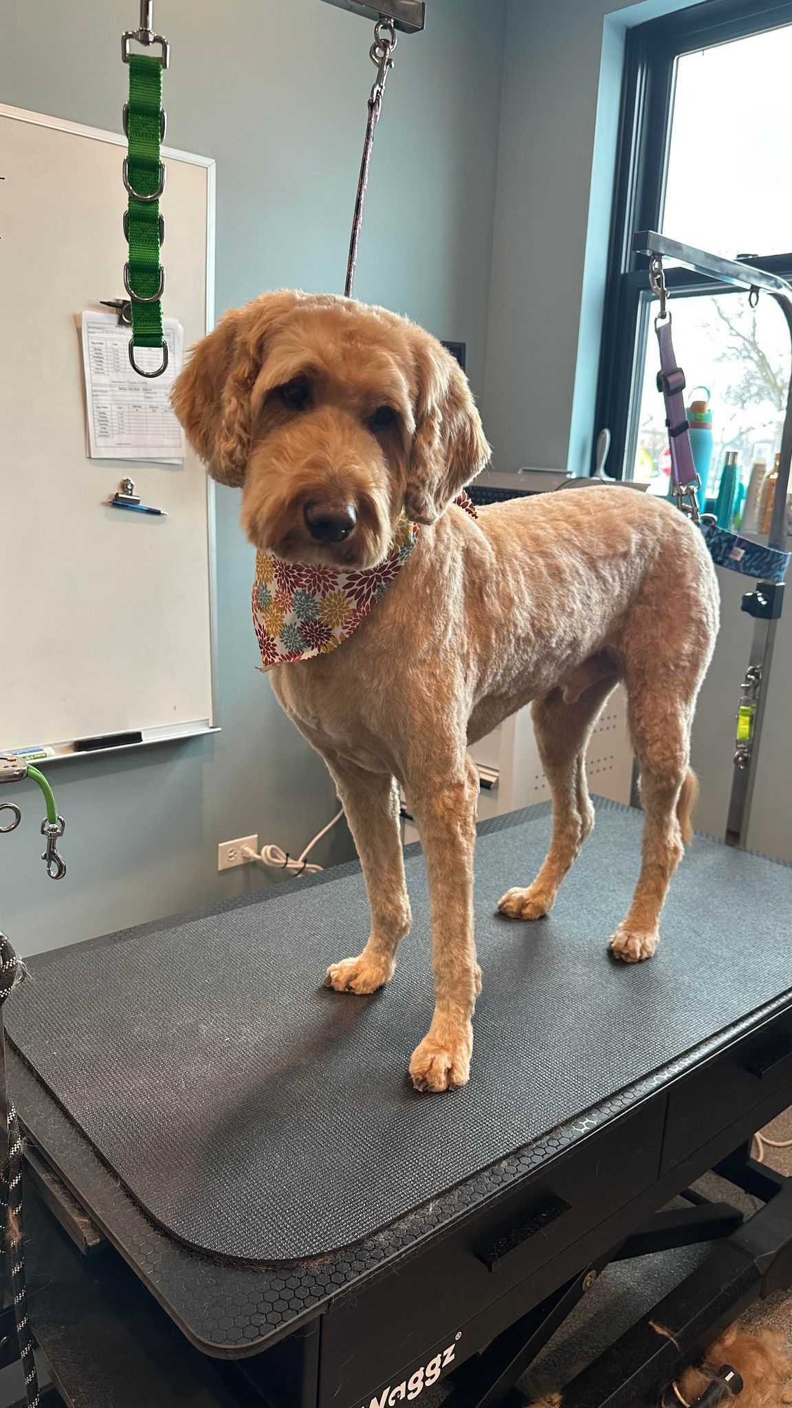 A dog is standing on a grooming table in a room.