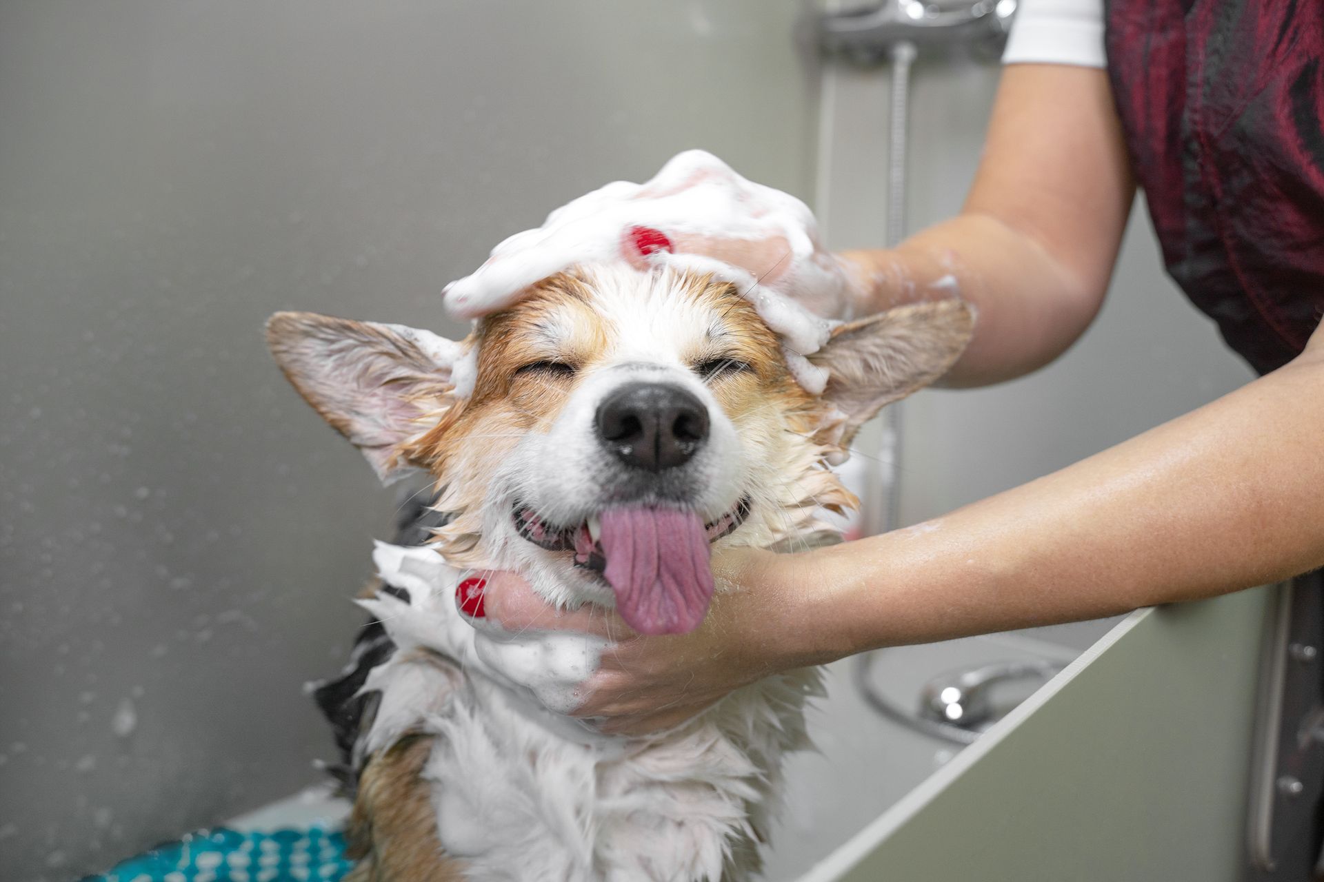 A woman is washing a dog in a bathtub with foam on its head.