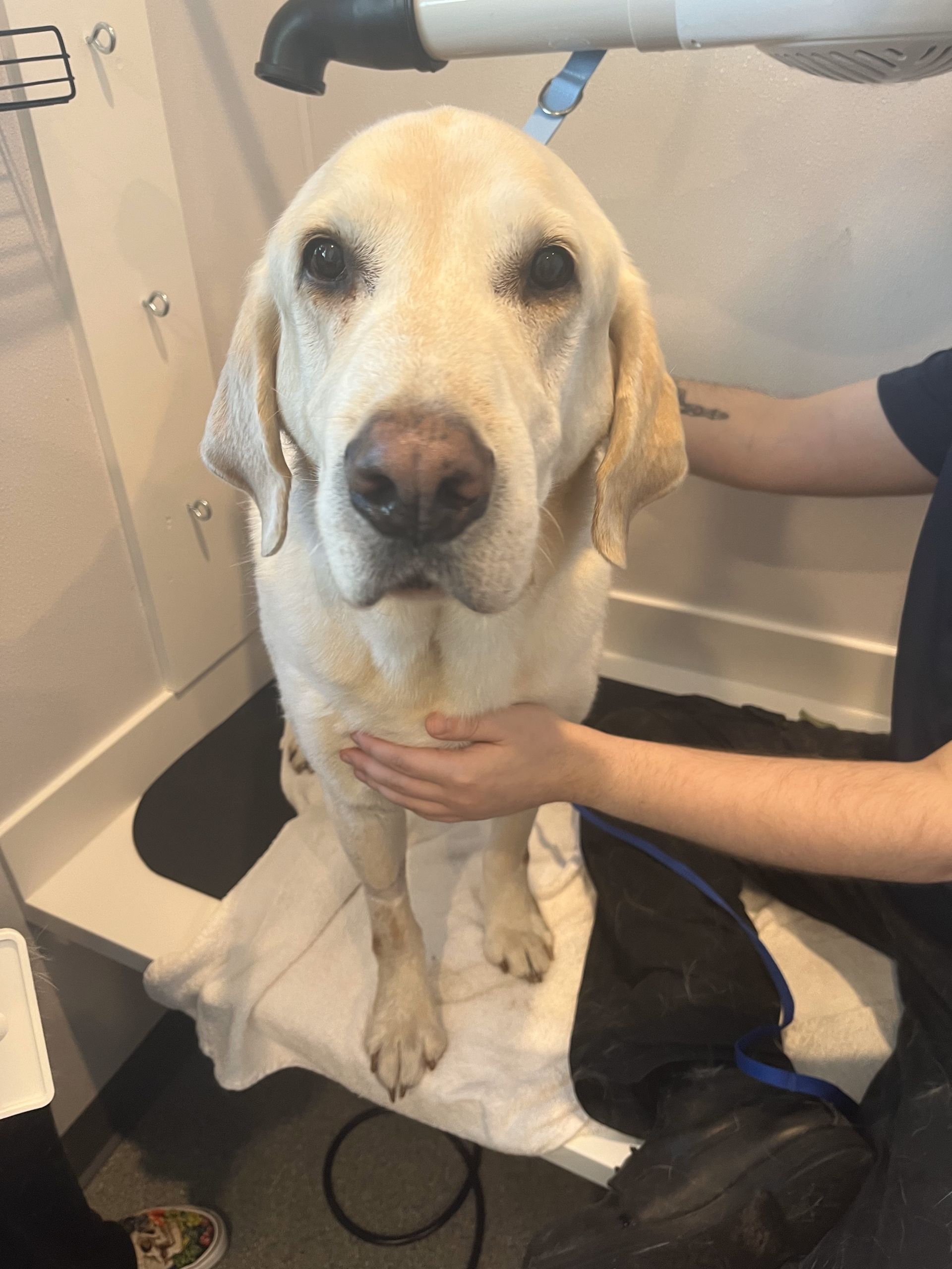 A person is drying a dog 's hair with a hair dryer