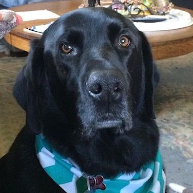 A close up of a black dog wearing a bandana