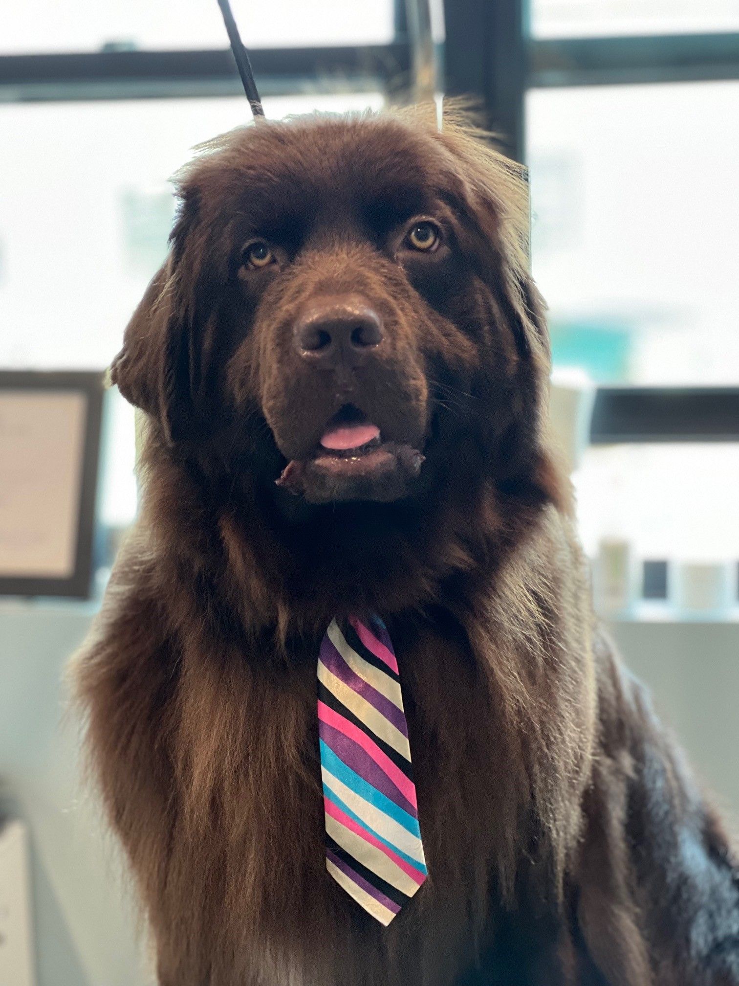 A brown dog wearing a striped tie is looking at the camera.