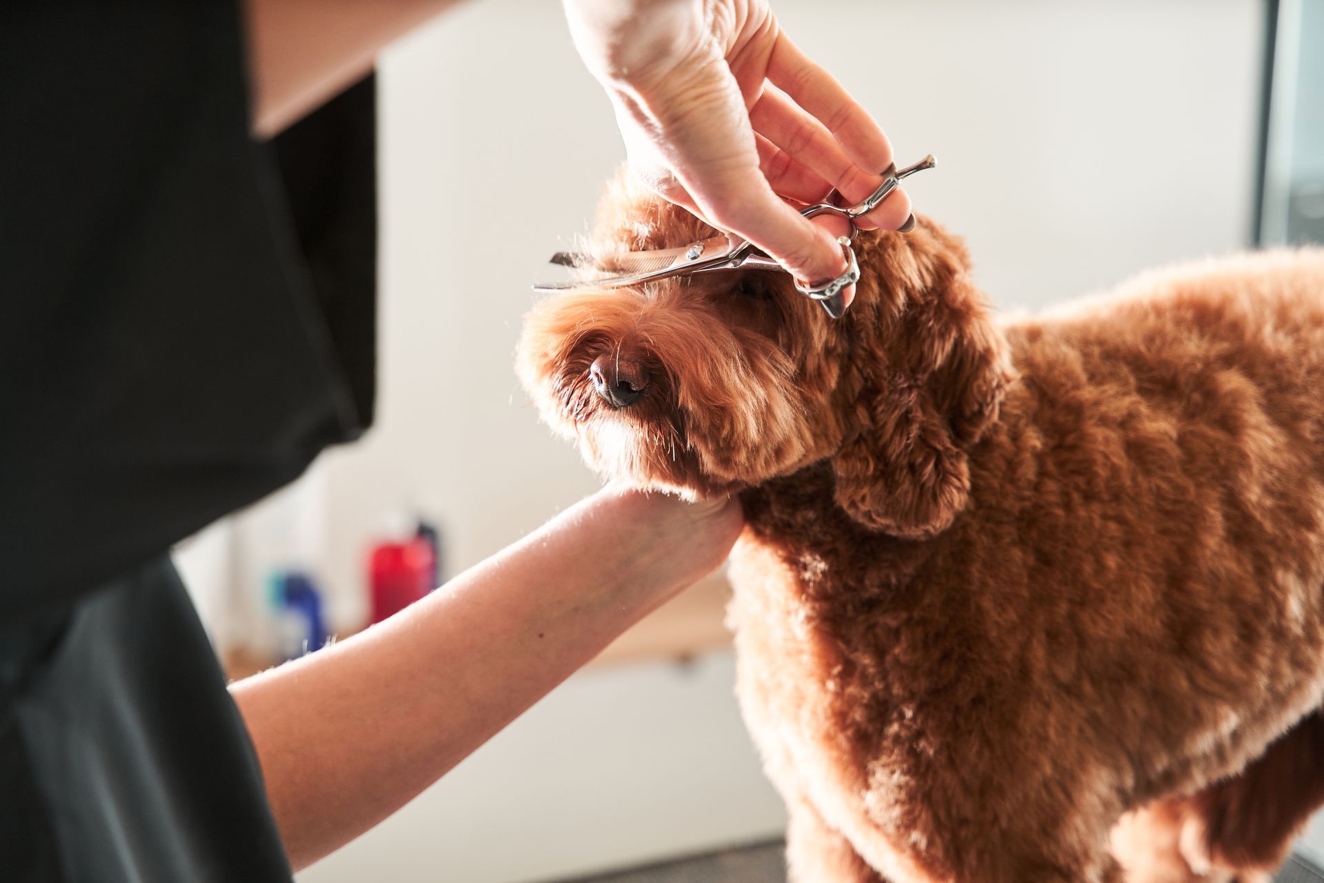 A person is cutting a dog 's hair with scissors.