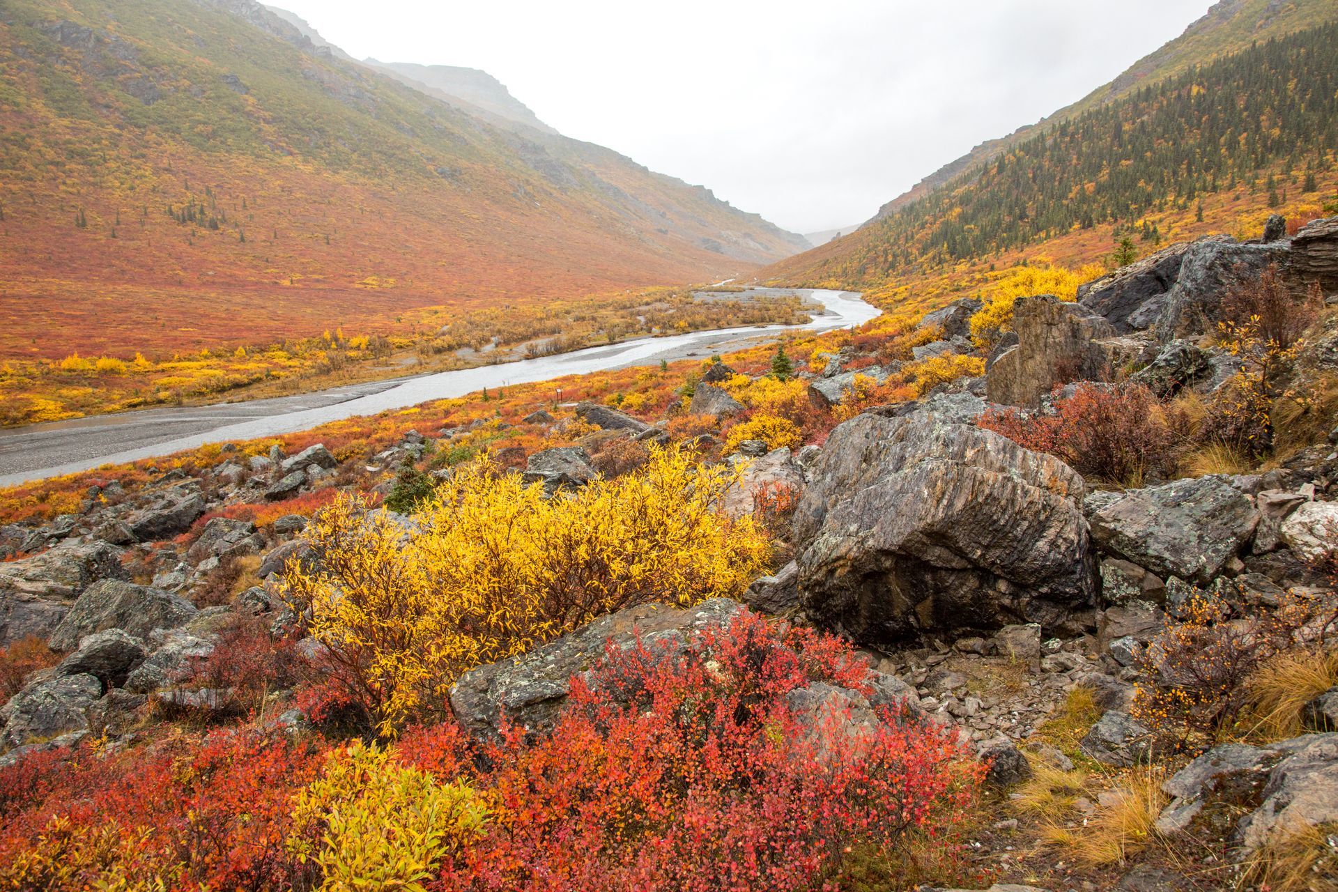 Savage River and autumn-colored brush on the tundra in Denali National Park, AK Savage River and autumn-colored brush on the tundra in Denali National Park, AK