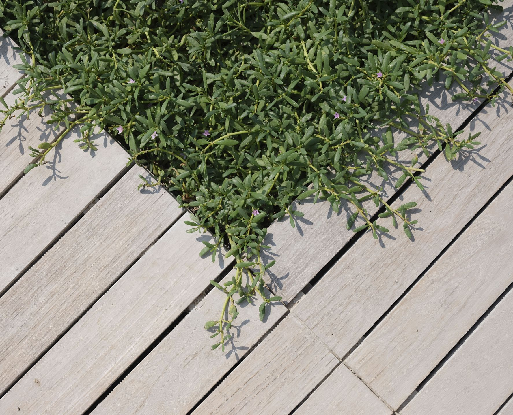 Green trailing plant over pale wooden deck boards, viewed from above.