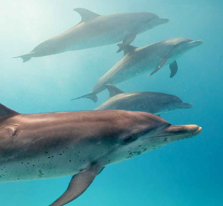Three dolphins swimming underwater in clear blue ocean water