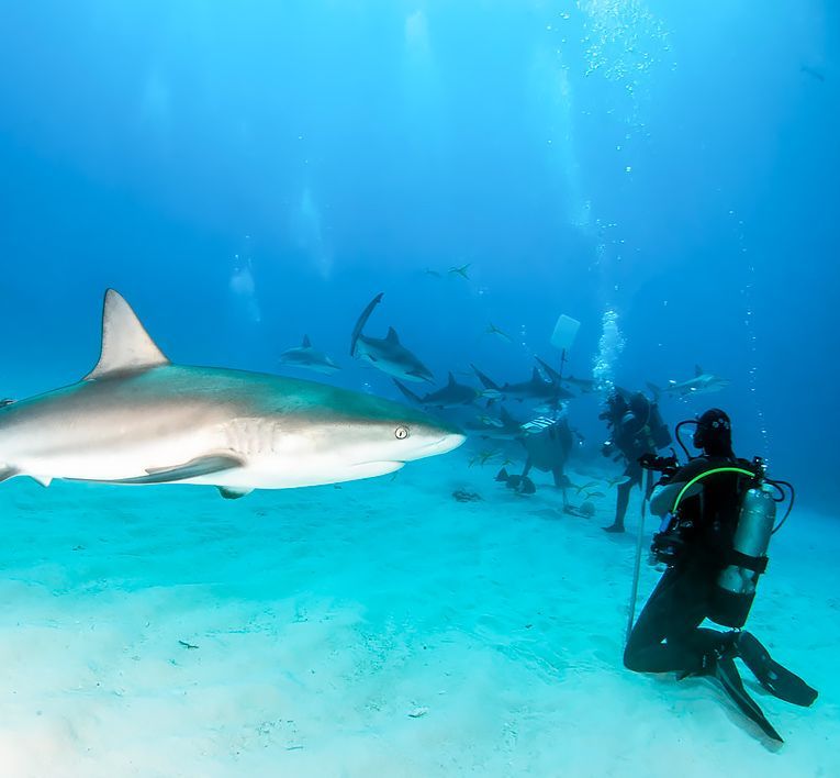 Scuba divers underwater near a shark in clear blue ocean water