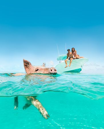 Pig swimming beside a boat with two people on turquoise tropical water