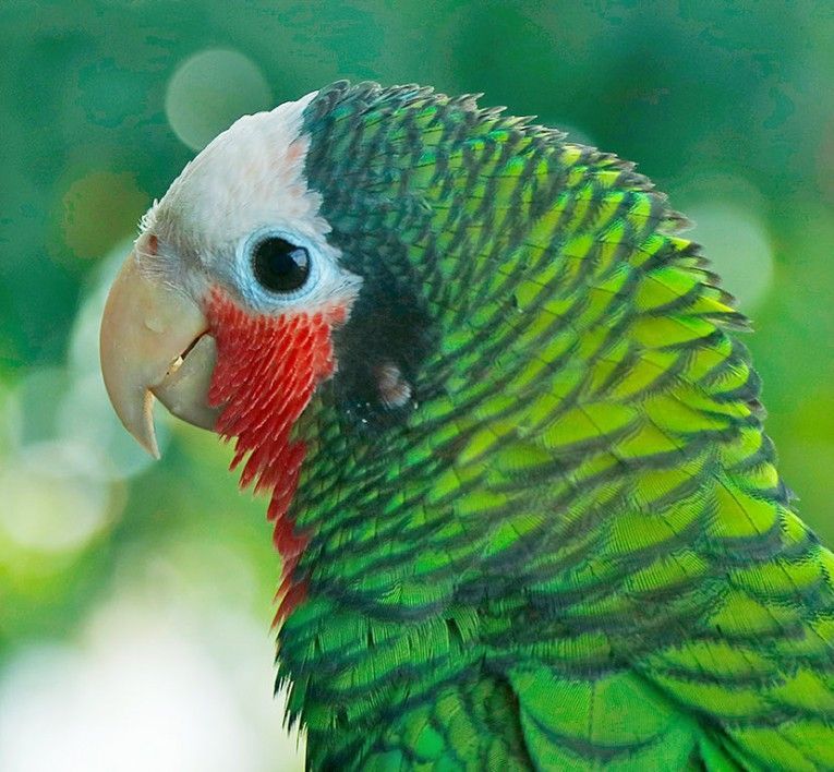 Green parrot with red cheek and pale beak, shown in close-up against a soft green background