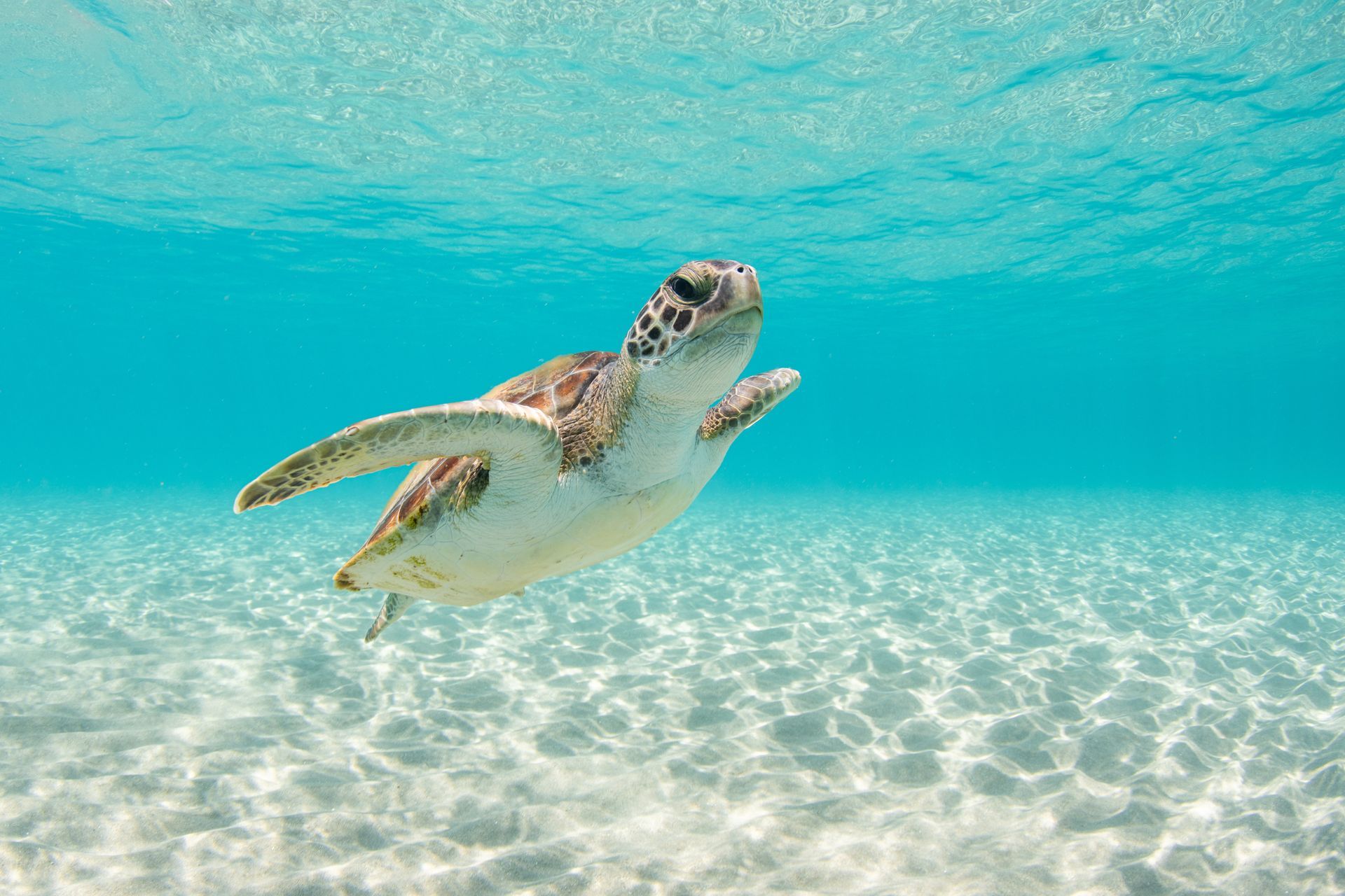 Sea turtle swimming underwater in clear turquoise sea over a sandy ocean floor