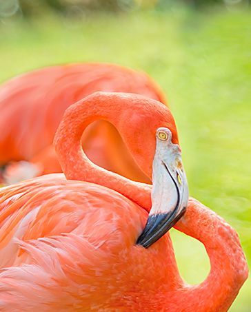Bright pink flamingo standing on green grass, with a curved neck and black-tipped beak.