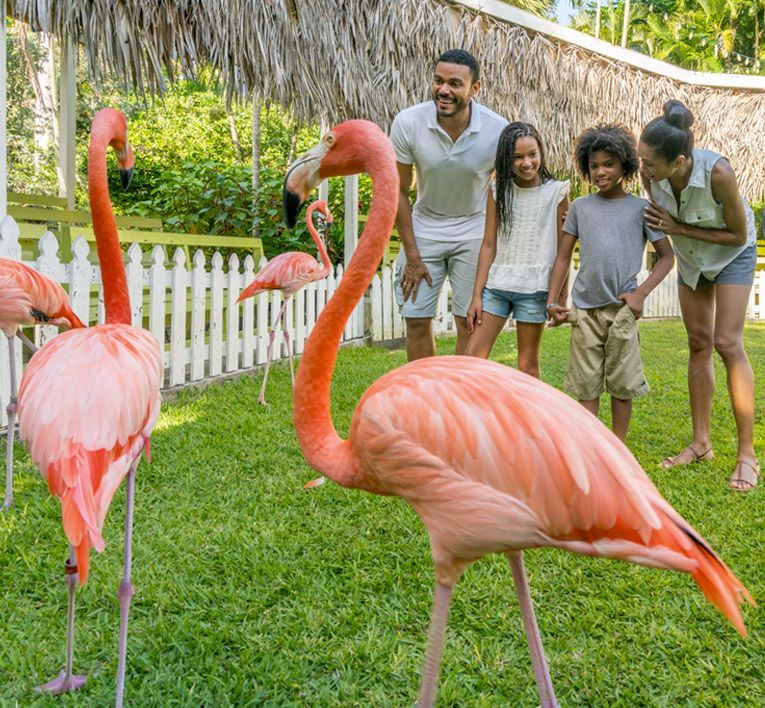 Family smiling near pink flamingos on a lush lawn in a garden
