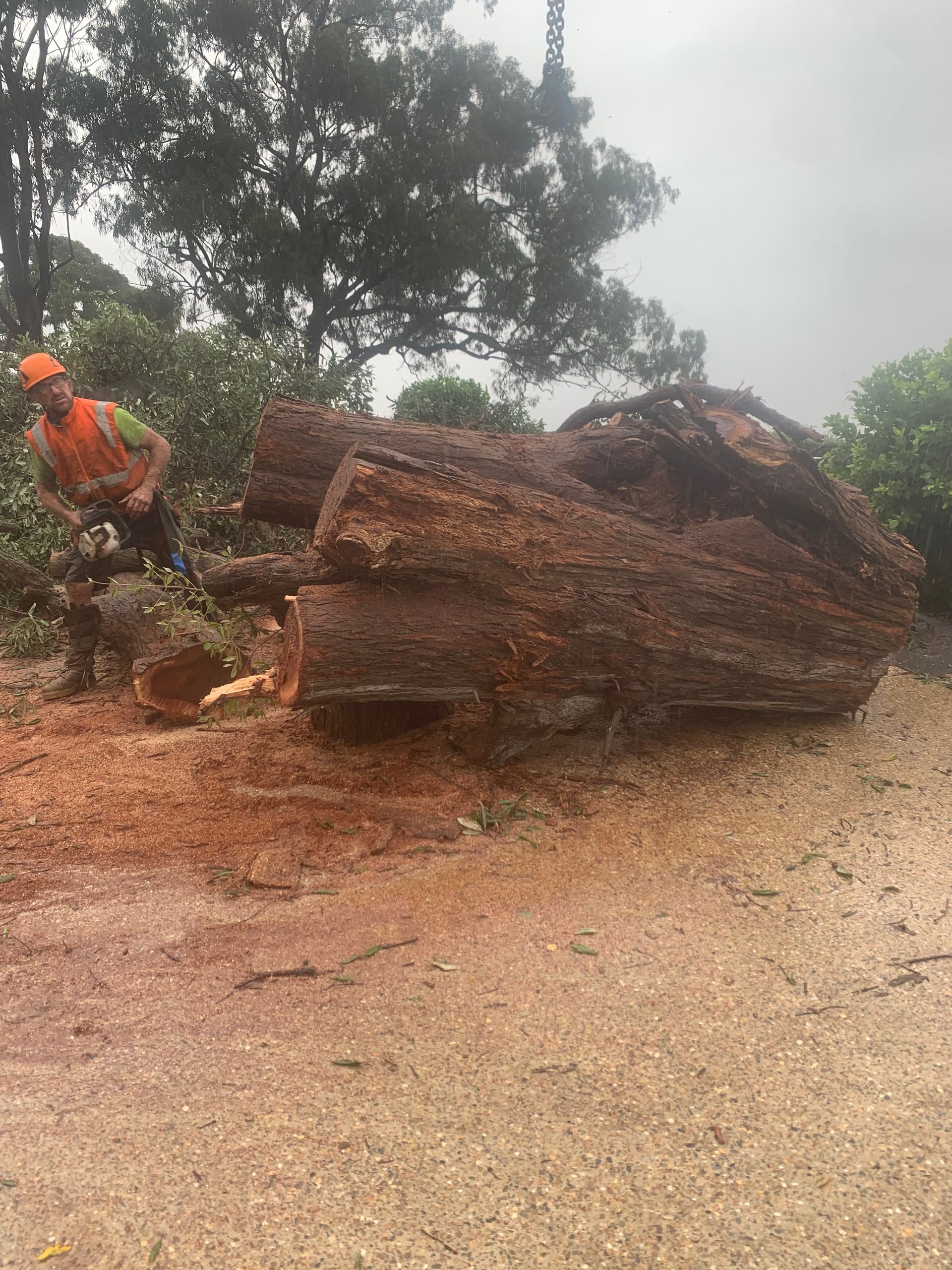 Worker in orange safety gear cutting a large fallen tree trunk on a muddy roadside — Amazon Tree Service in Picton, NSW
