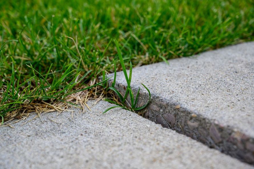 Close-up of grass growing through a crack between two concrete slabs