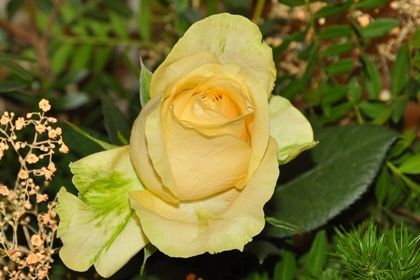 Yellow rose