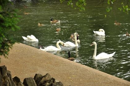 Swans