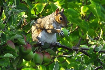 Squirrel