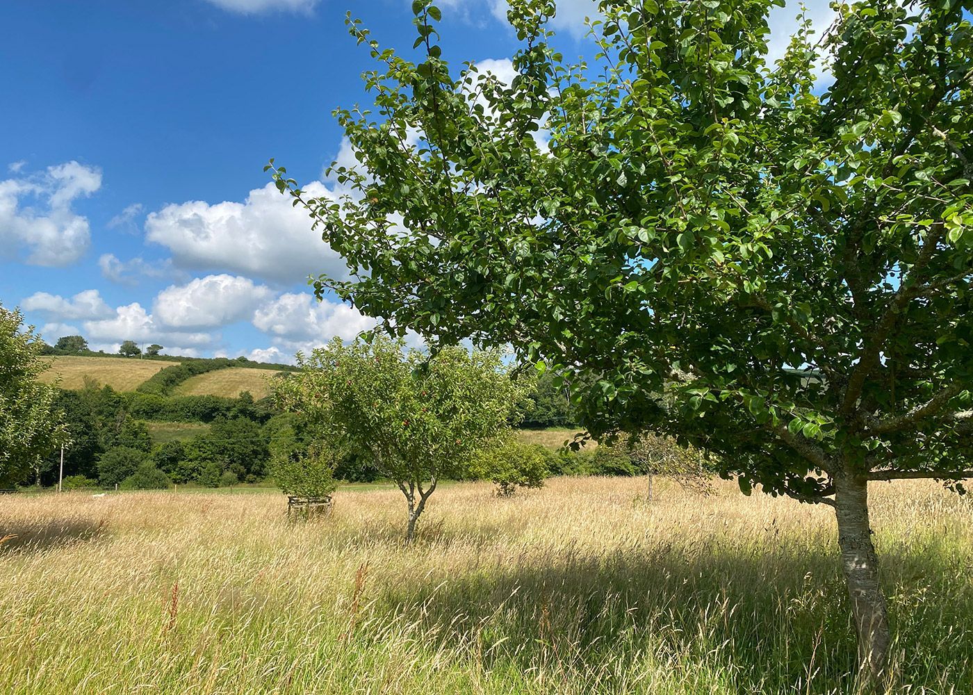 Country Views