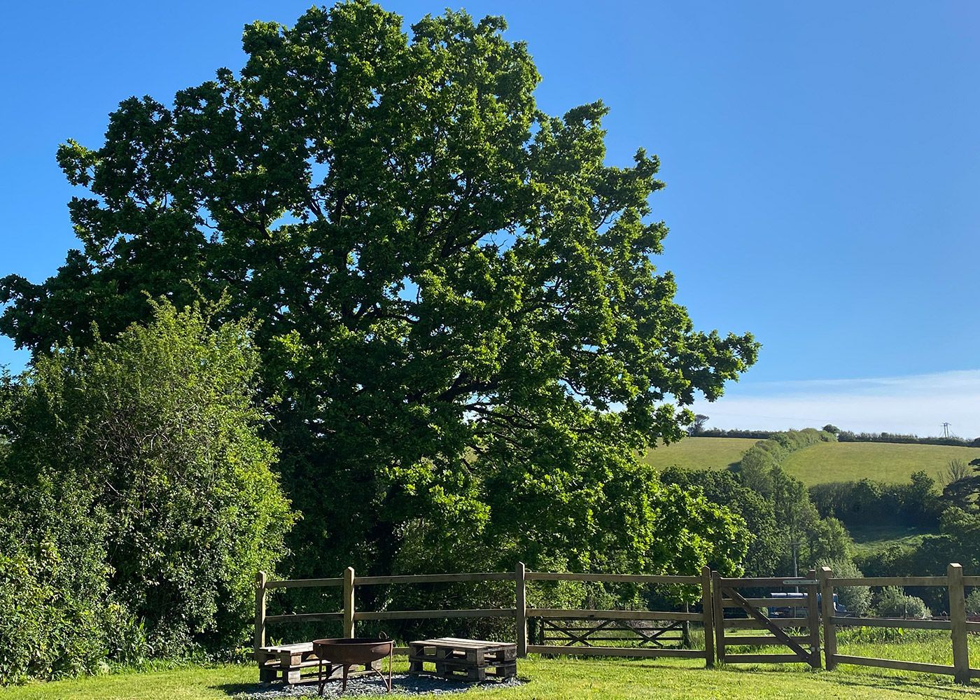 Oak Tree 