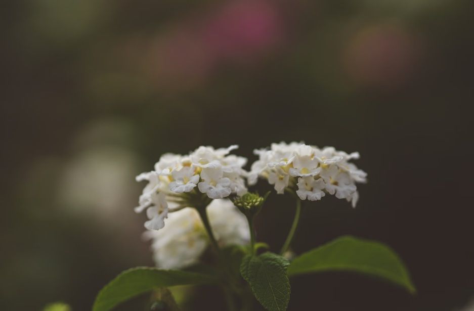 White farewell flowers for cremation services in Broken Arrow, OK.