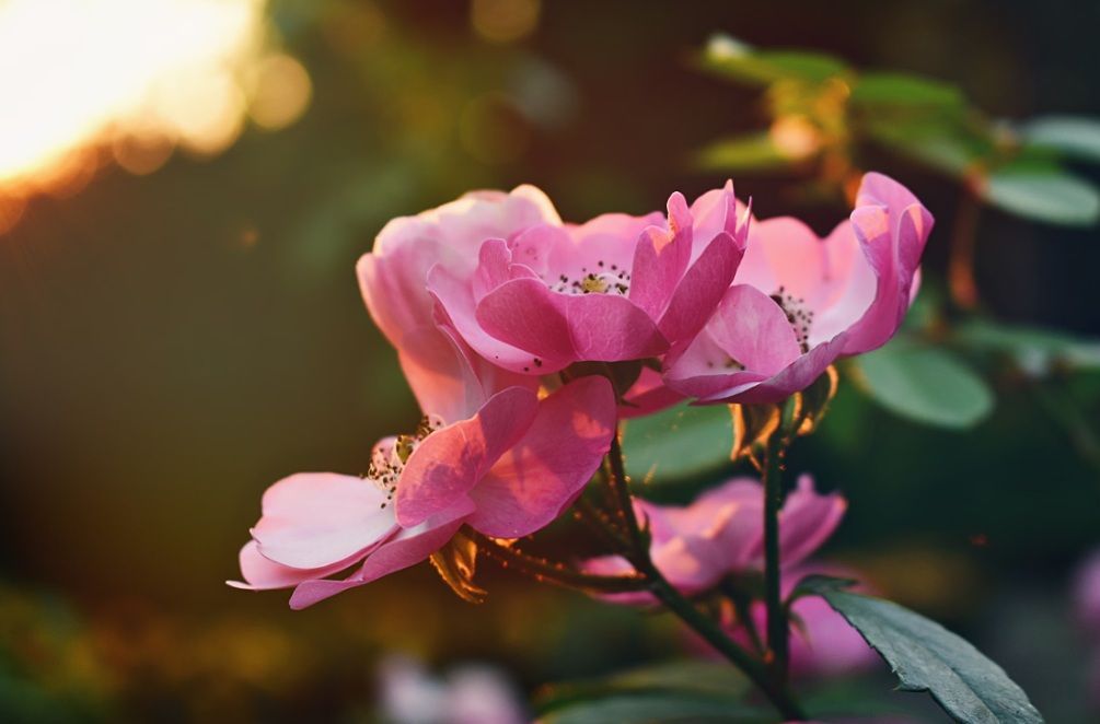 Pink flowers symbolize remembrance with cremation services in Broken Arrow.