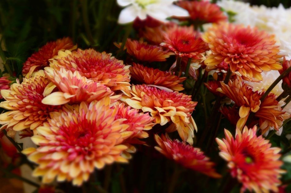 Orange memorial flowers for cremation services in Sand Springs, OK.