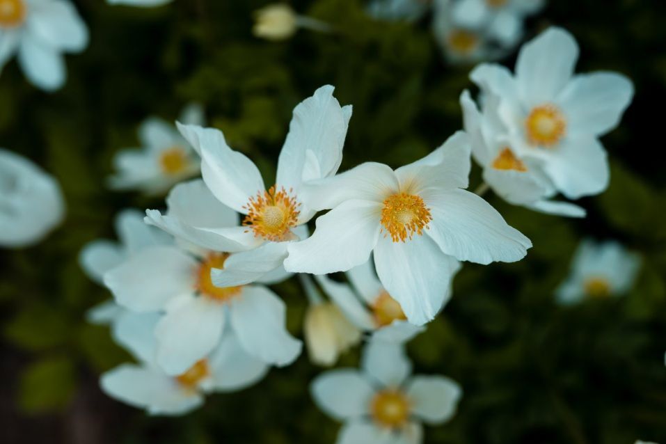 White flowers for cremation services Sand Springs, OK unexpected loss.