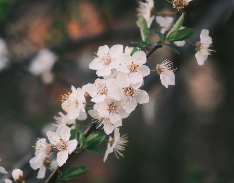White blossoms symbolize remembrance for cremation services Sand Springs, OK.