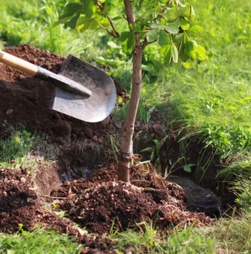 Memorial tree program honoring loved ones through sustainable remembrance and environmental care