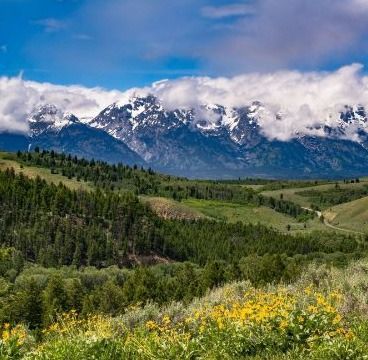 Memorial tree program forest setting offering a natural and lasting tribute to honor loved ones