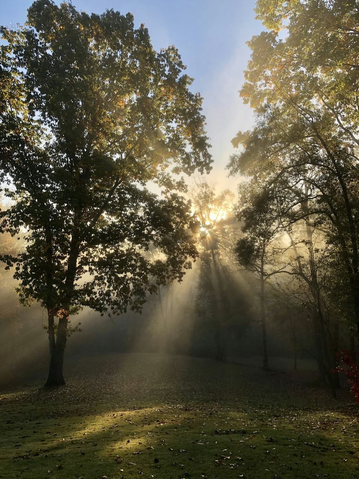 Morning light through trees
