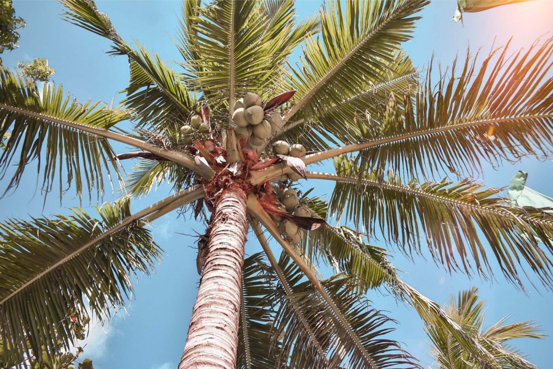 Coconut palm tree with green fronds and coconuts against a blue sky.
