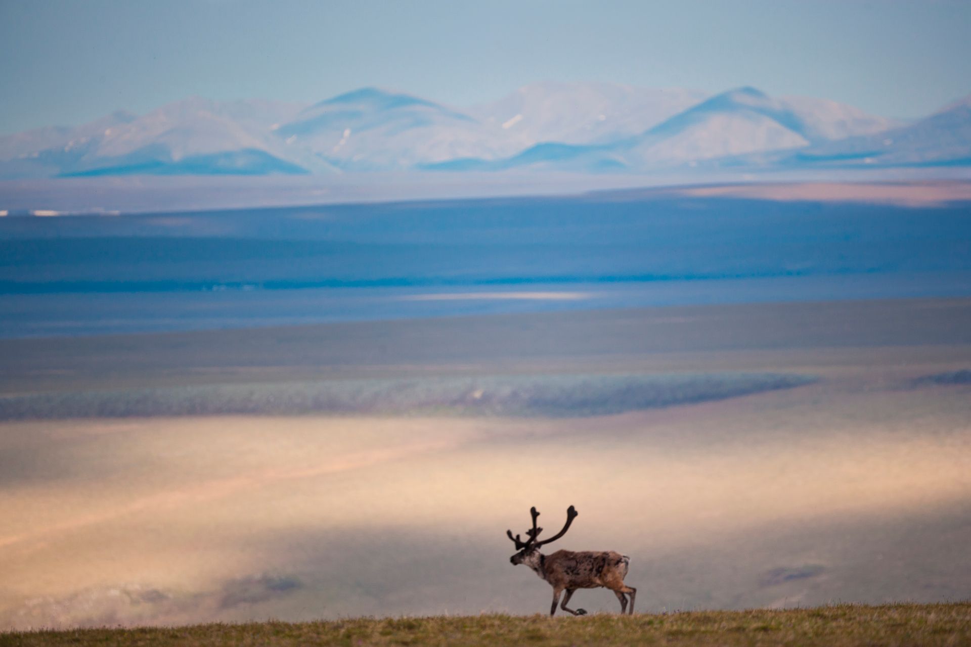 Caribou with large antlers on a grassy plain, mountains in background, under a hazy sky.