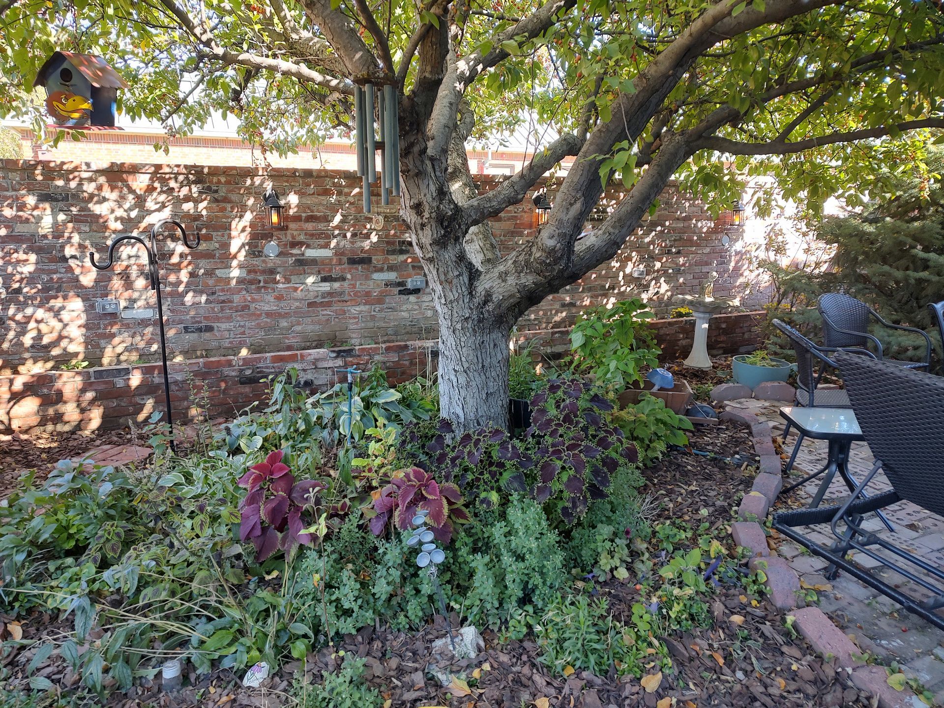 A tree in a backyard garden with a brick wall backdrop and patio furniture.