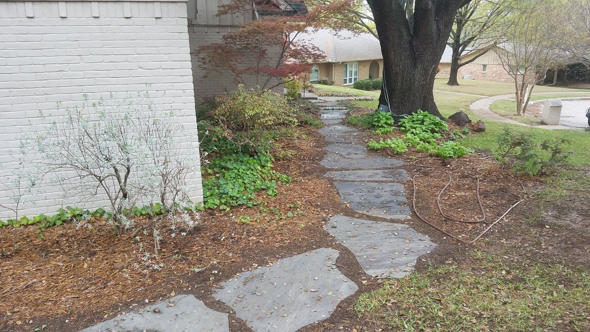 Stone path through garden with mulch, tree, and house.