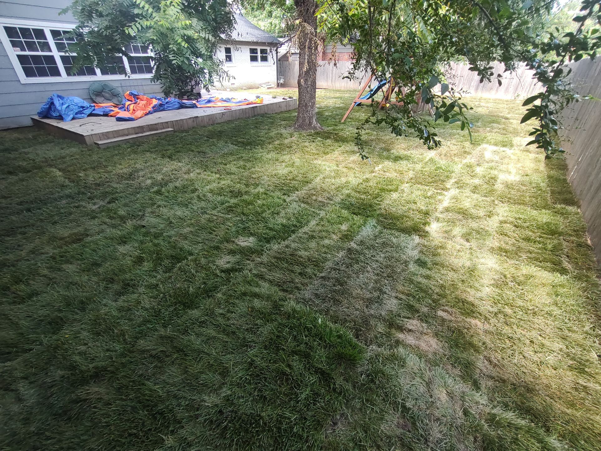 Lawn of varying heights in a backyard setting. A house and fence are in the background, with a tree in the center.