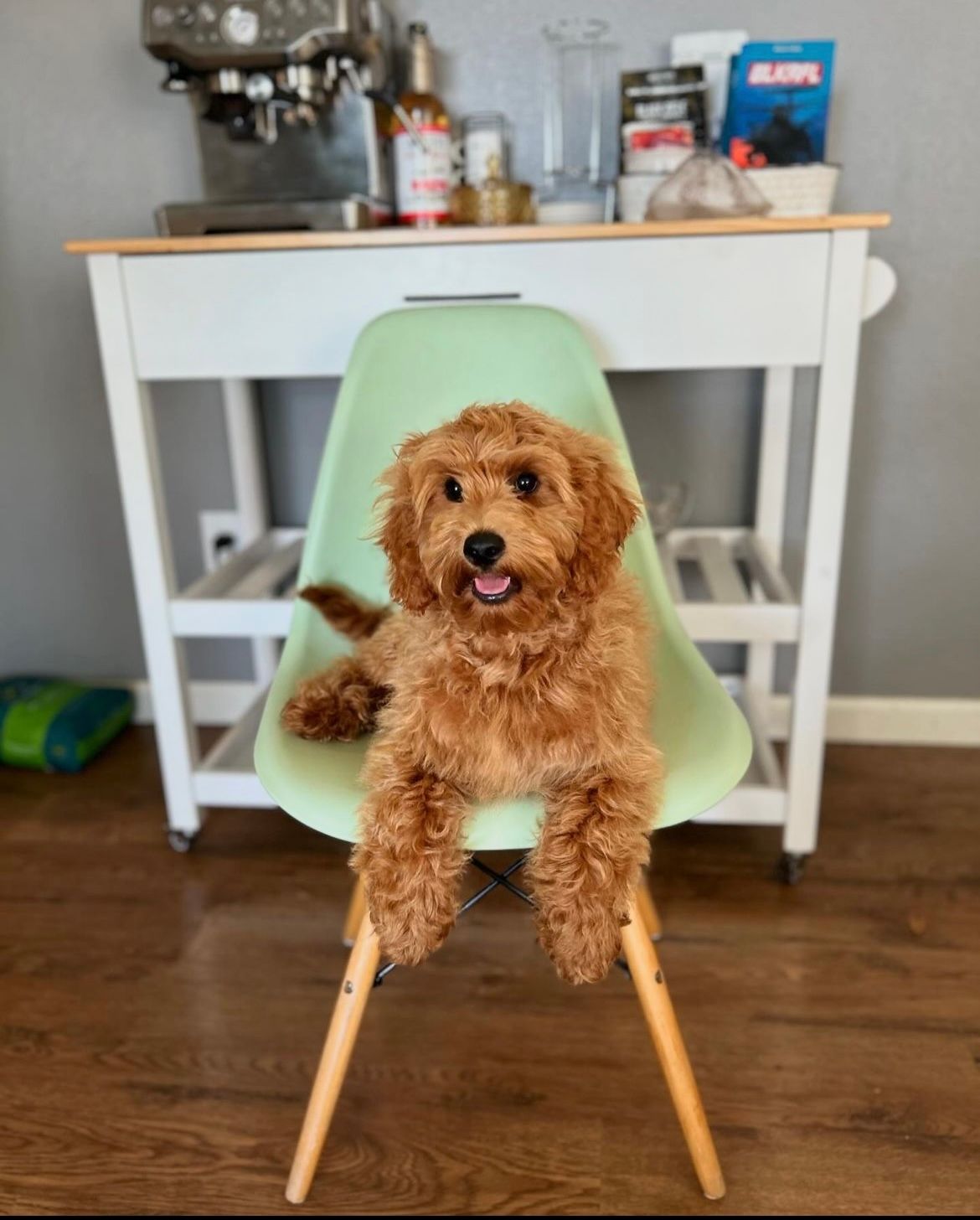 adult dogs for sale