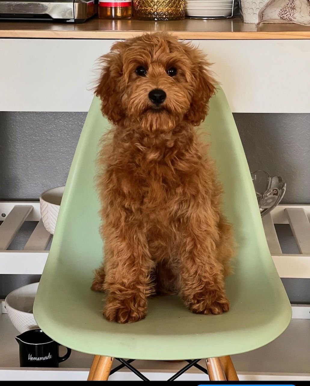 adult dogs for sale waco tx