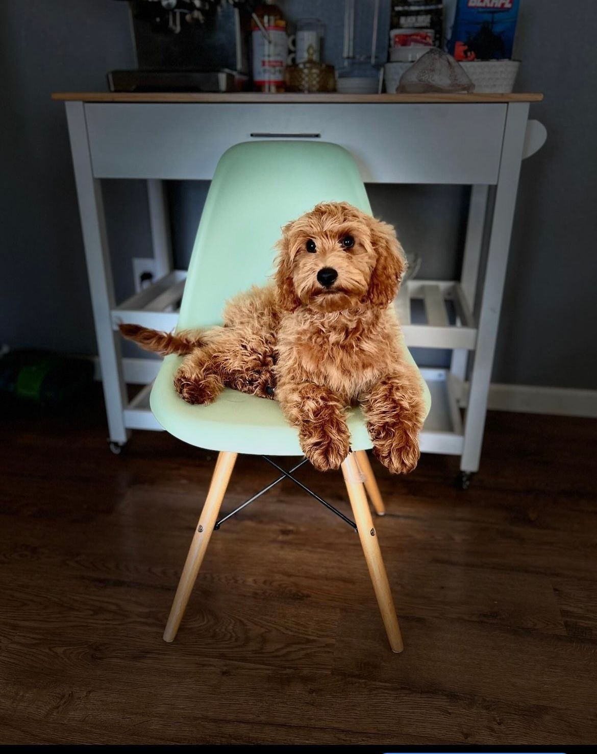 adult dogs for sale waco tx