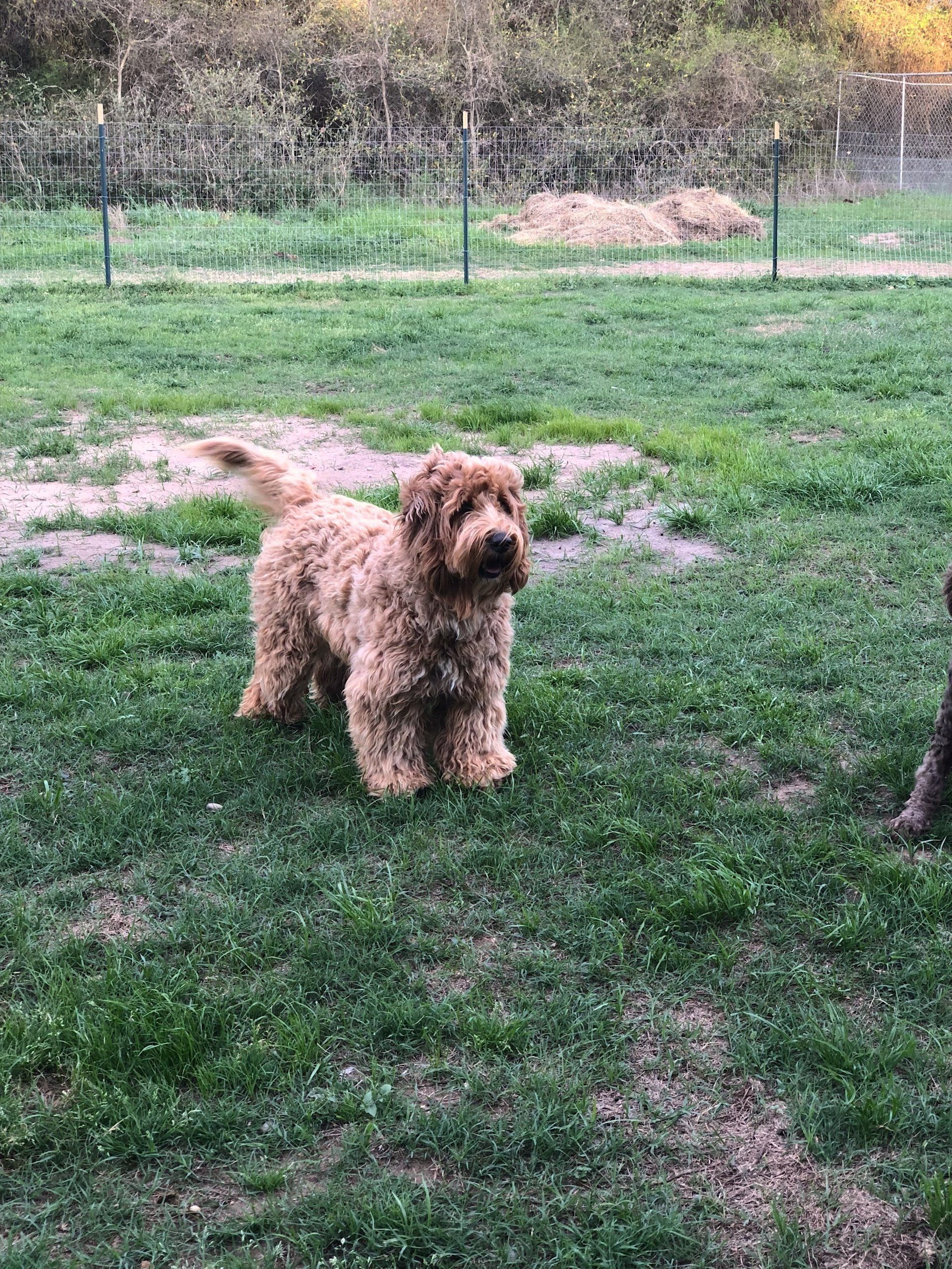 Australian Labradoodle Playing in Park