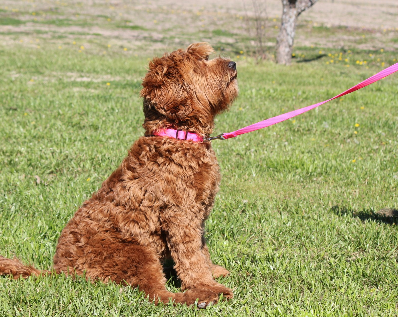 Labradoodle in Park Labradoodle in Park