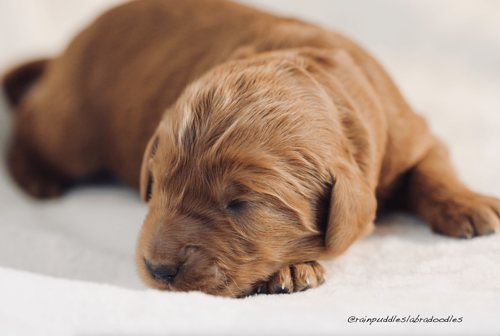 Australian Labradoodle Sleeping Australian Labradoodle Sleeping
