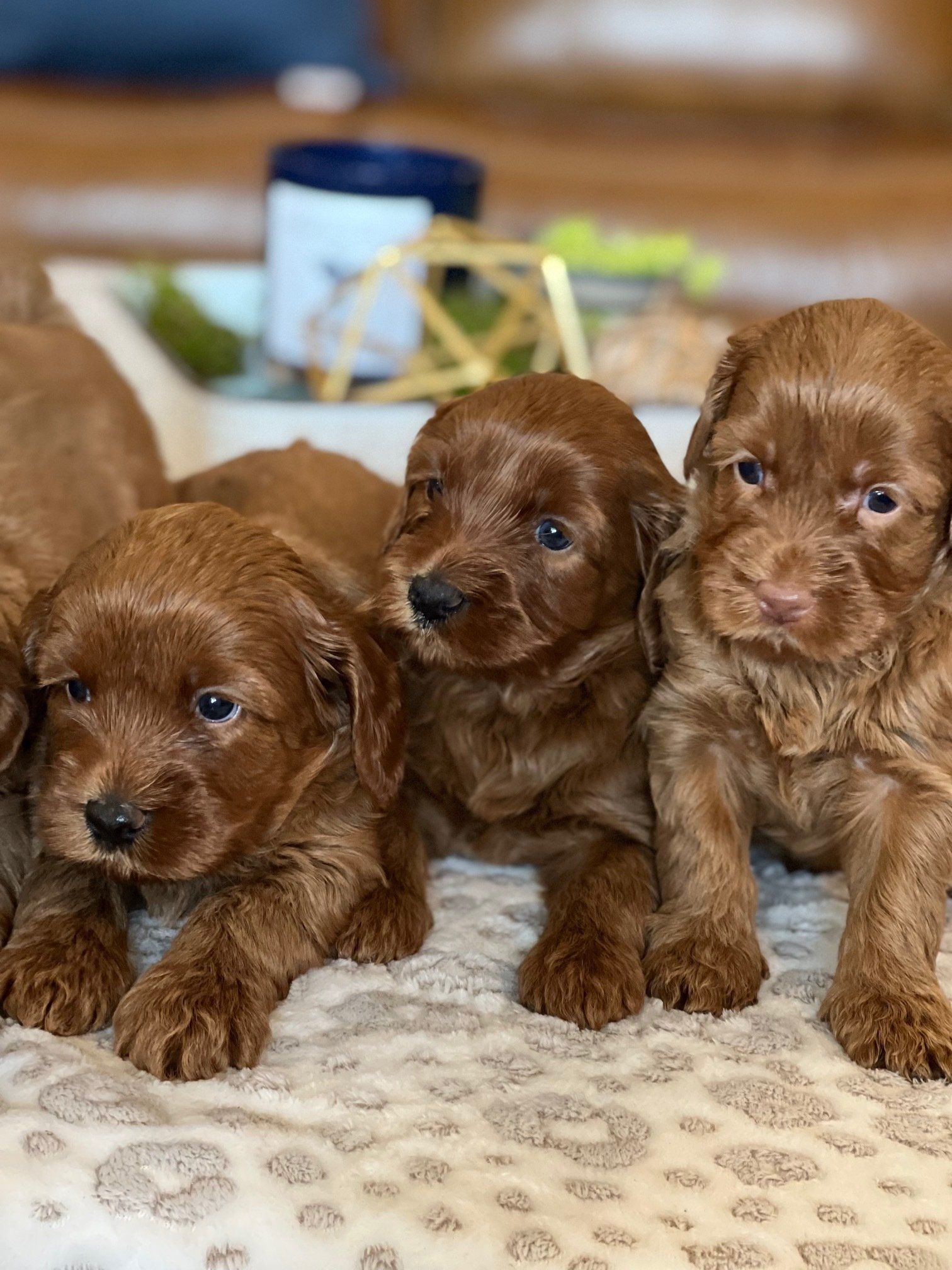 Labradoodle Puppies Near Me Labradoodle Puppies Near Me